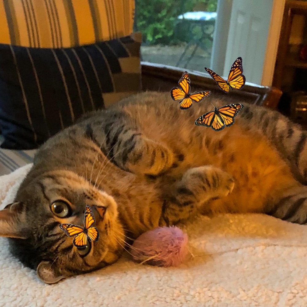 Meet your Posher, Janet